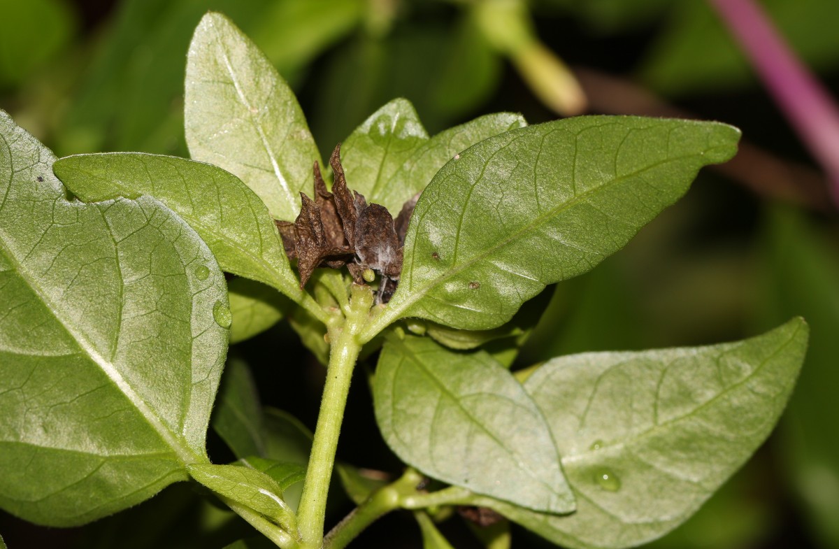 Mirabilis jalapa L.